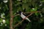 Trinidad2005 - 094 * Bearded Bellbird. Its call sounds more like striking an anvil than a bell as other Bellbird species do.